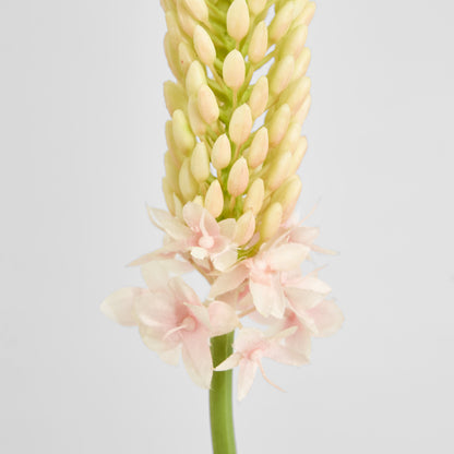 Fox Tail Stem 84cm Pink