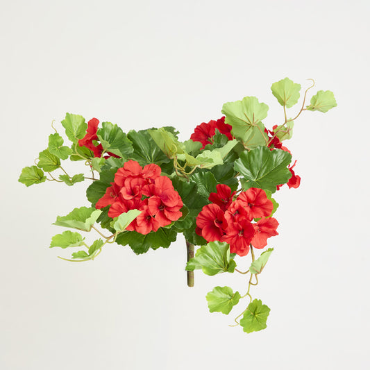 Trailing Geranium Bush Red UV Coated