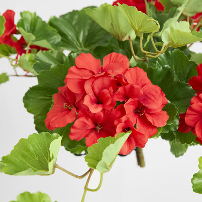 Trailing Geranium Bush Red UV Coated