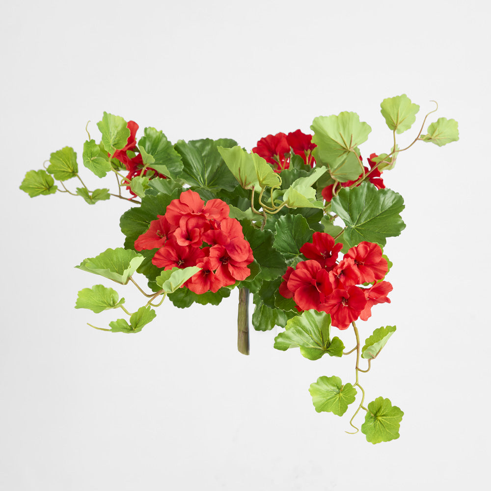 Trailing Geranium Bush Red UV Coated