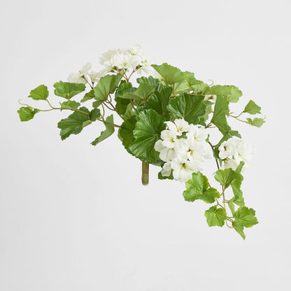 Trailing Geranium Bush White UV Coated