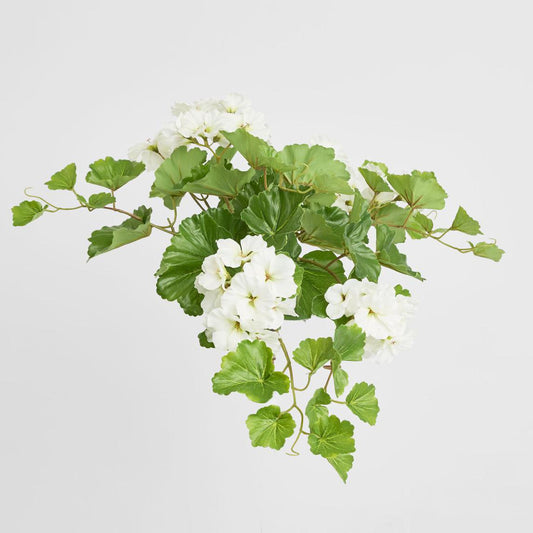 Trailing Geranium Bush White UV Coated