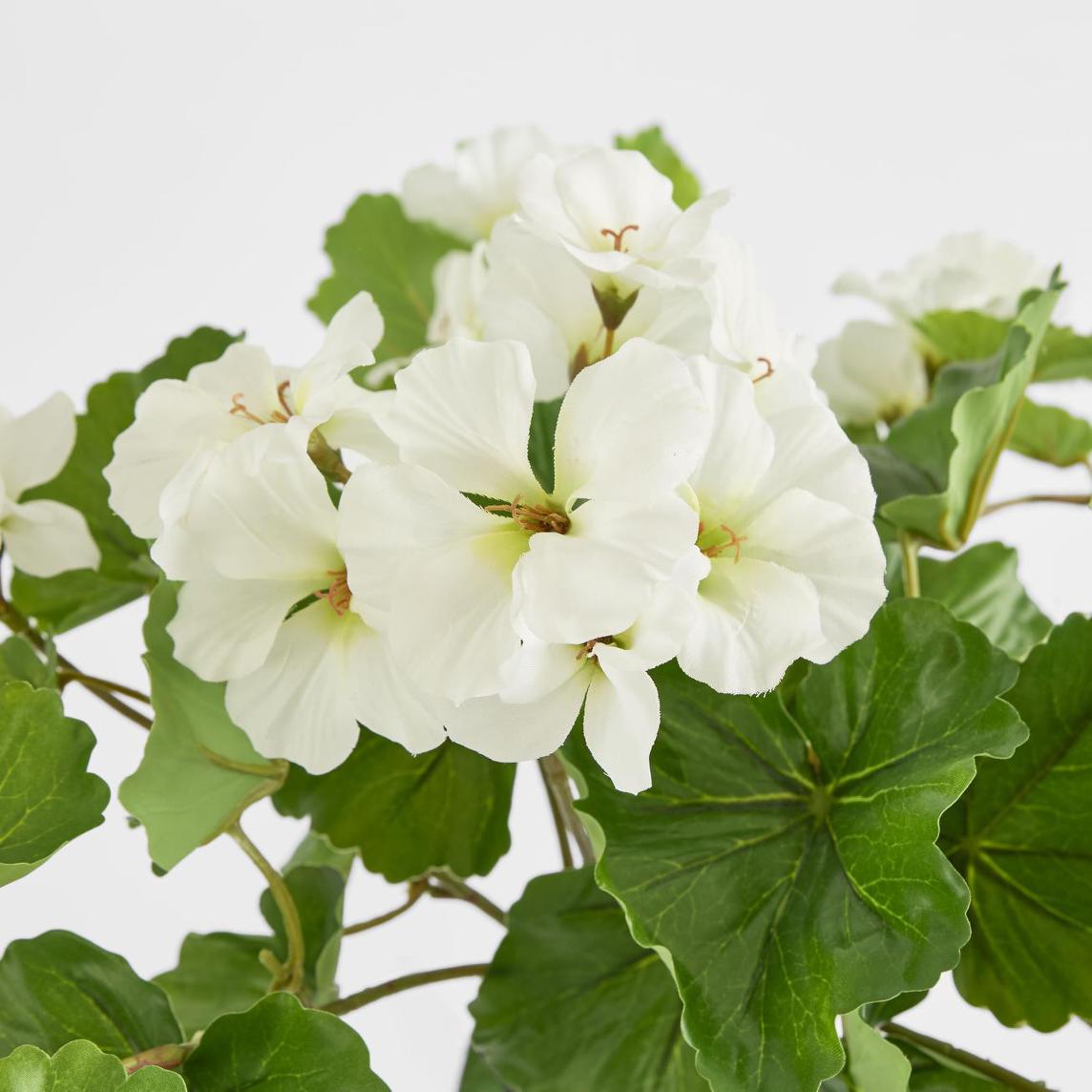 Trailing Geranium Bush White UV Coated