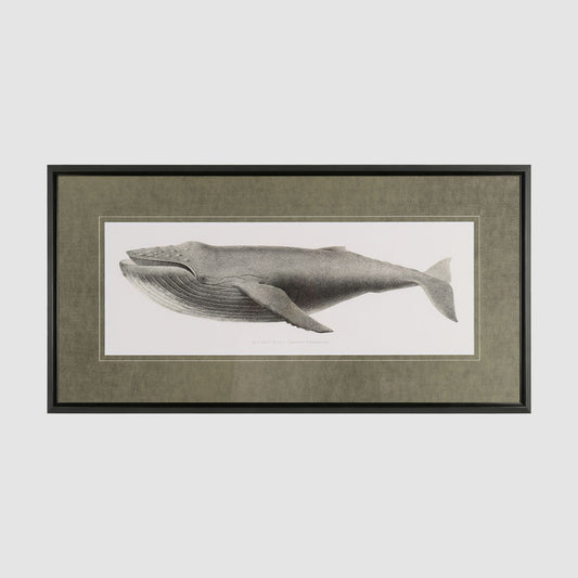 Humpback Whale 51 X 100cm