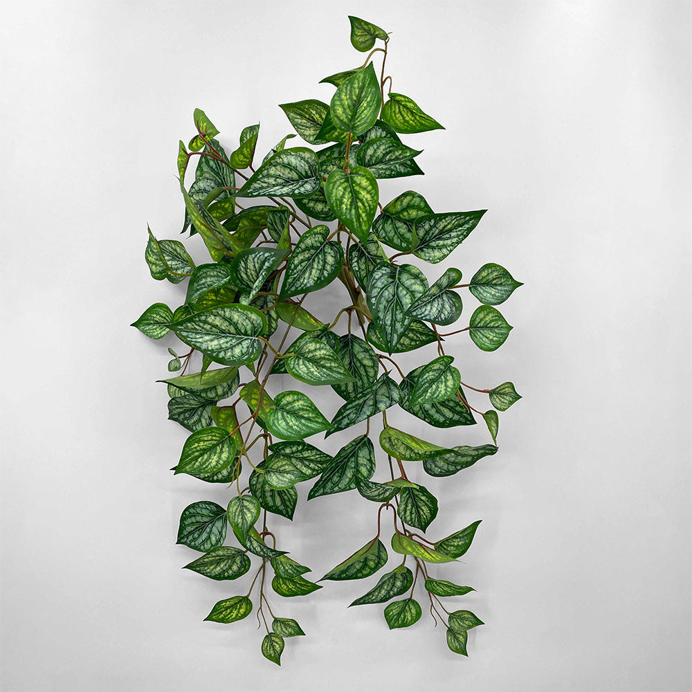 UV Trailing Variegated Bush