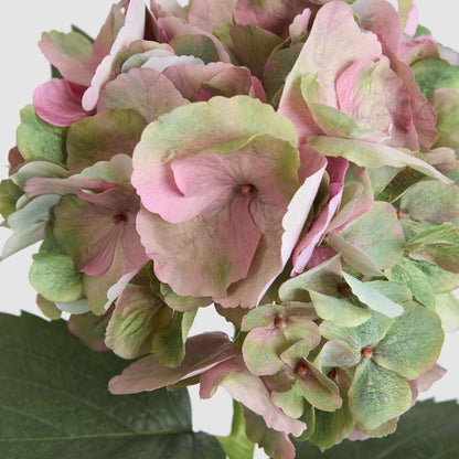 Hydrangea Large Stem With Leaves 75cm Light Pink