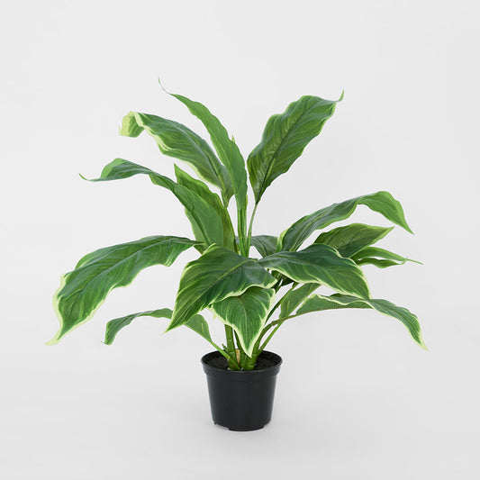 Hosta Plant real touch in Pot 42cm Green