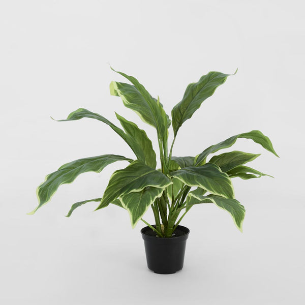 Hosta Plant real touch in Pot 42cm Green