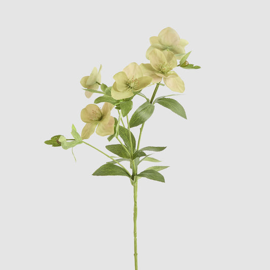 Helleborus Flower Spray 72cm Green
