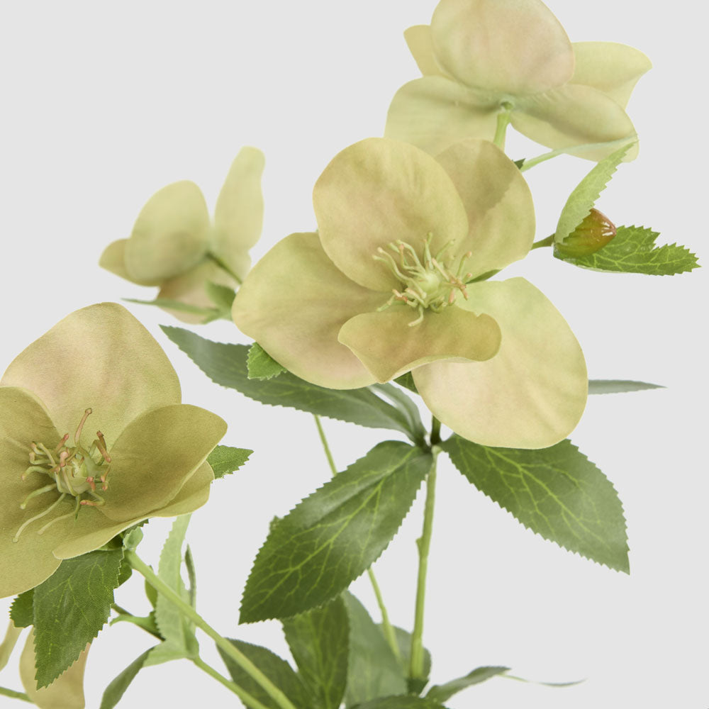 Helleborus Flower Spray 72cm Green
