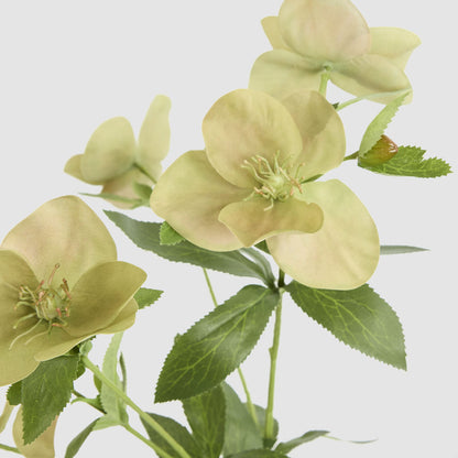 Helleborus Flower Spray 72cm Green