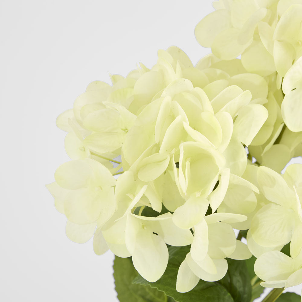 Fresh Touch Hydrangea Bunch White