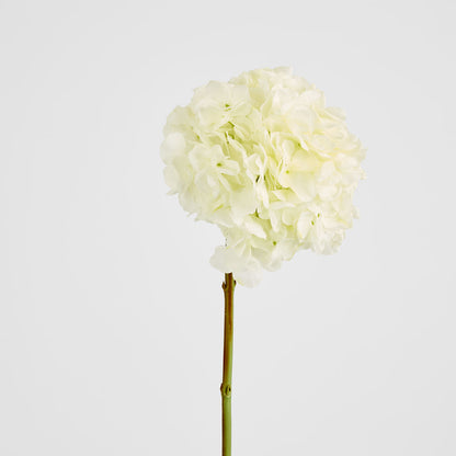Round Head Hydrangea White