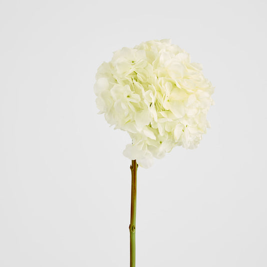 Round Head Hydrangea White