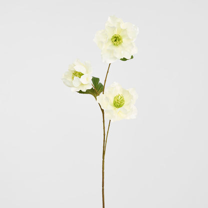 Helleborus White 67cm
