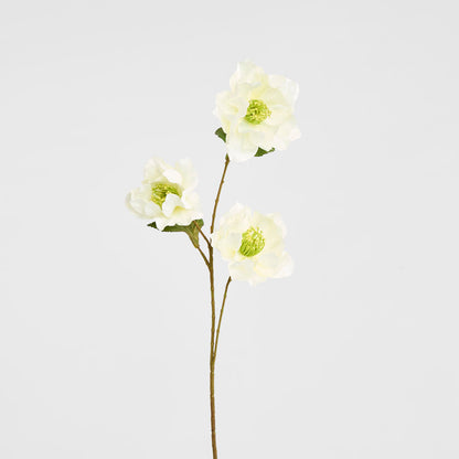 Helleborus White 67cm
