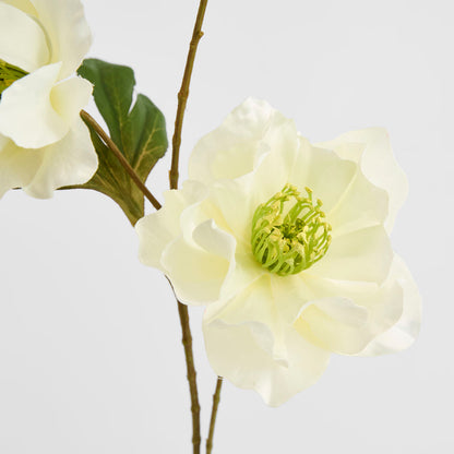 Helleborus White 67cm