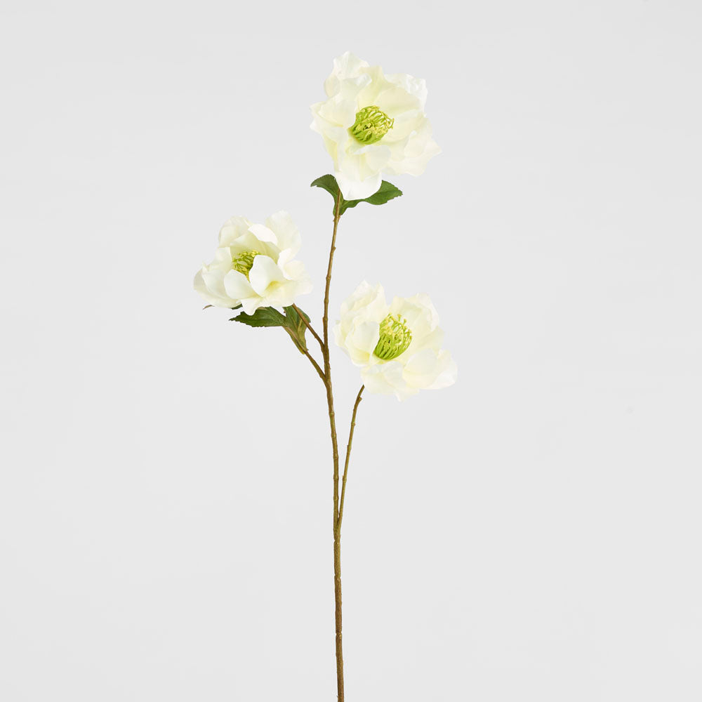 Helleborus White 67cm