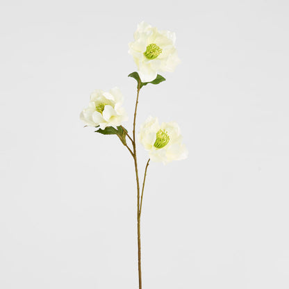 Helleborus White 67cm