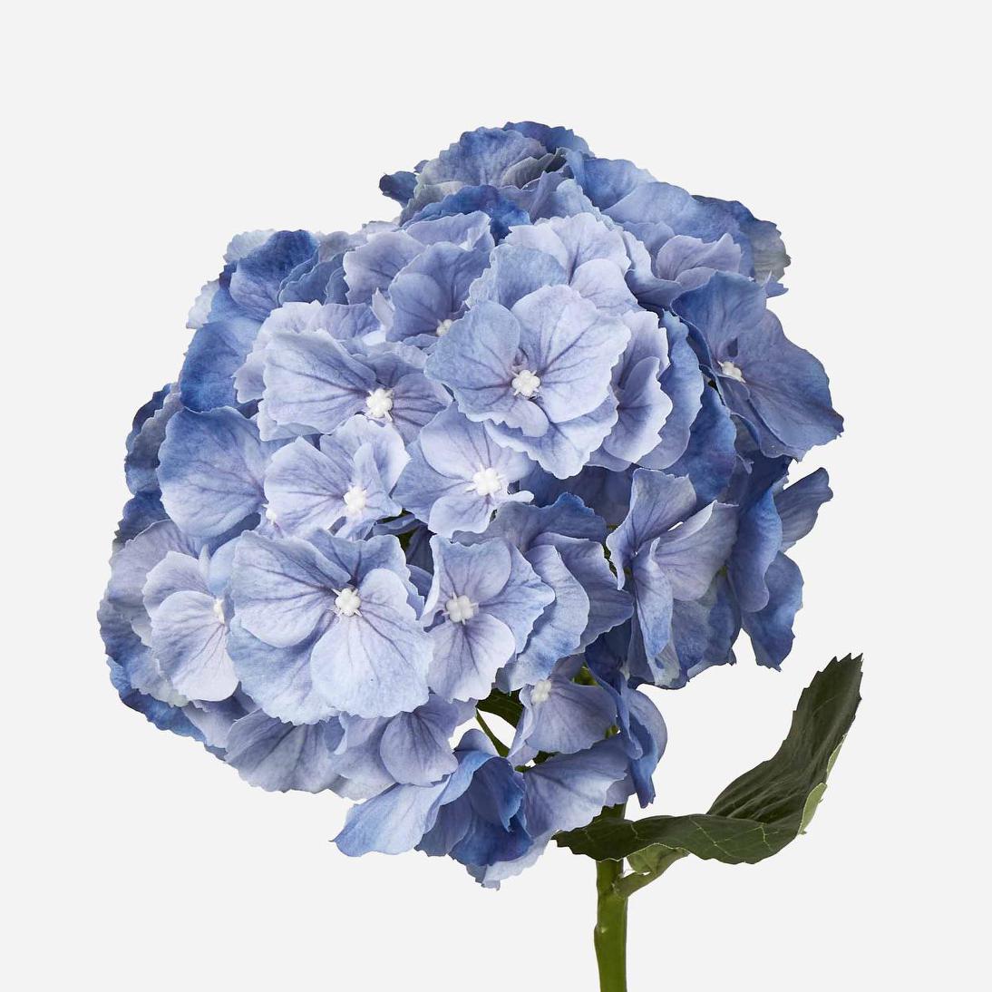 Susan Hydrangea Soft Touch Blue
52cm