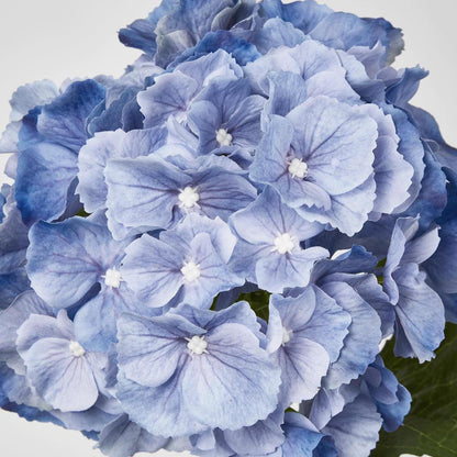 Susan Hydrangea Soft Touch Blue
52cm