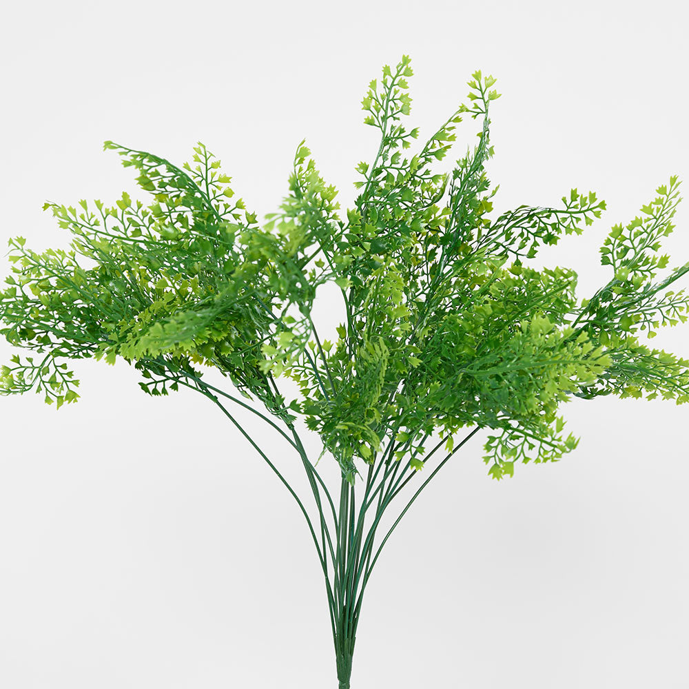 Maidenhair Fern Bush