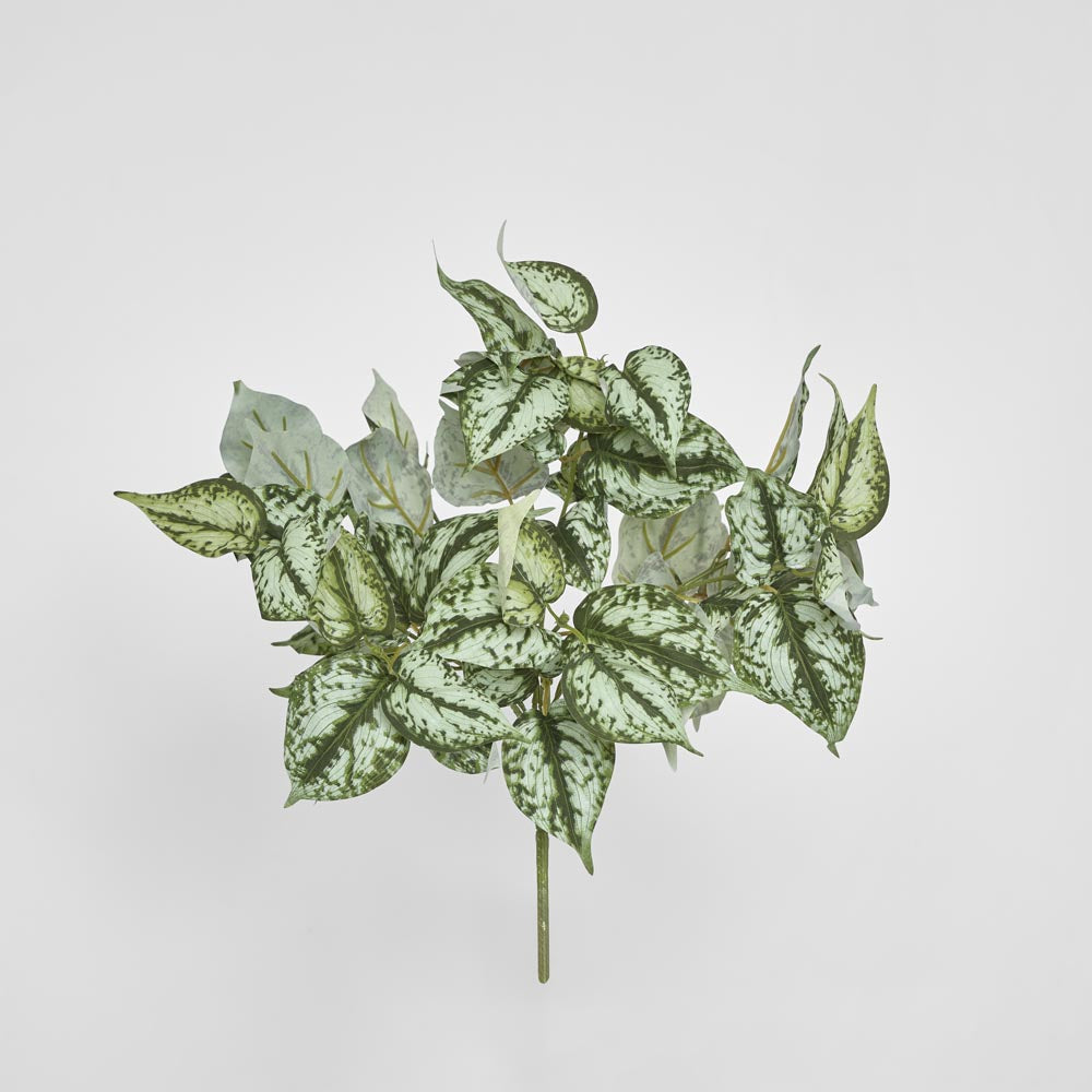 Scindapsus Bush 42cm