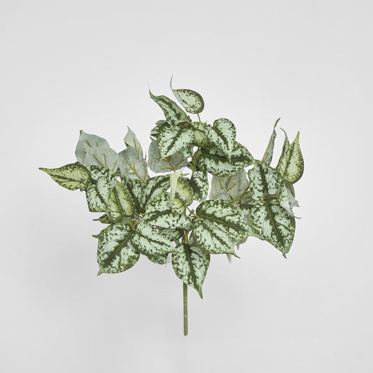 Scindapsus Bush 42cm