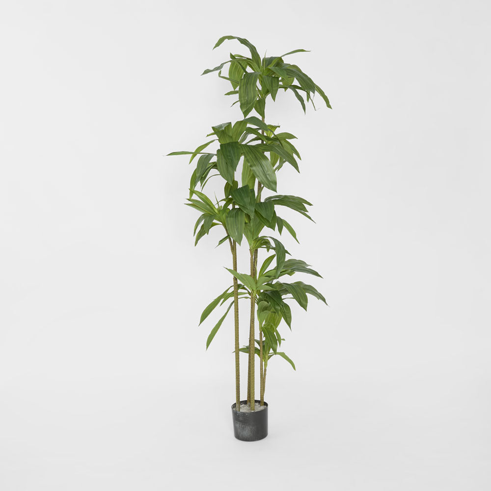 Dracaena Tree 150cm