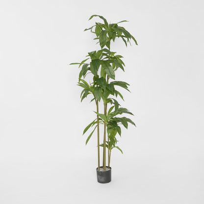 Dracaena Tree 150cm