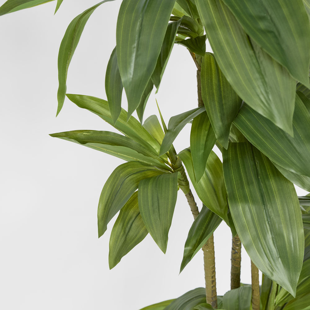 Dracaena Tree 150cm