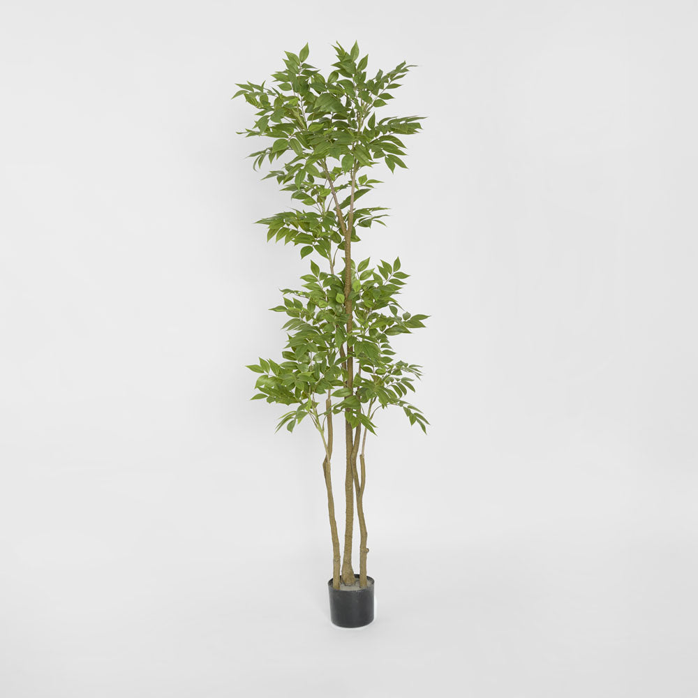 Japanese Lacquer Tree