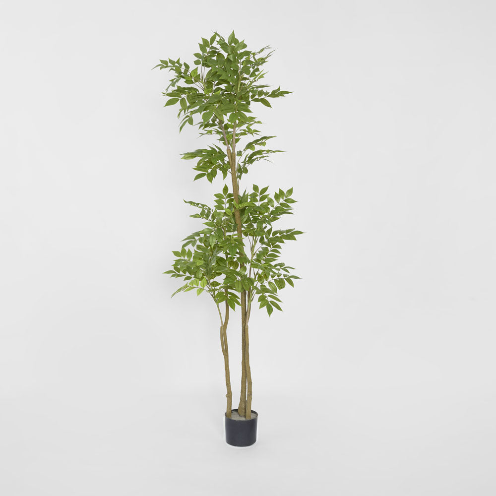 Japanese Lacquer Tree