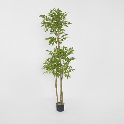 Japanese Lacquer Tree