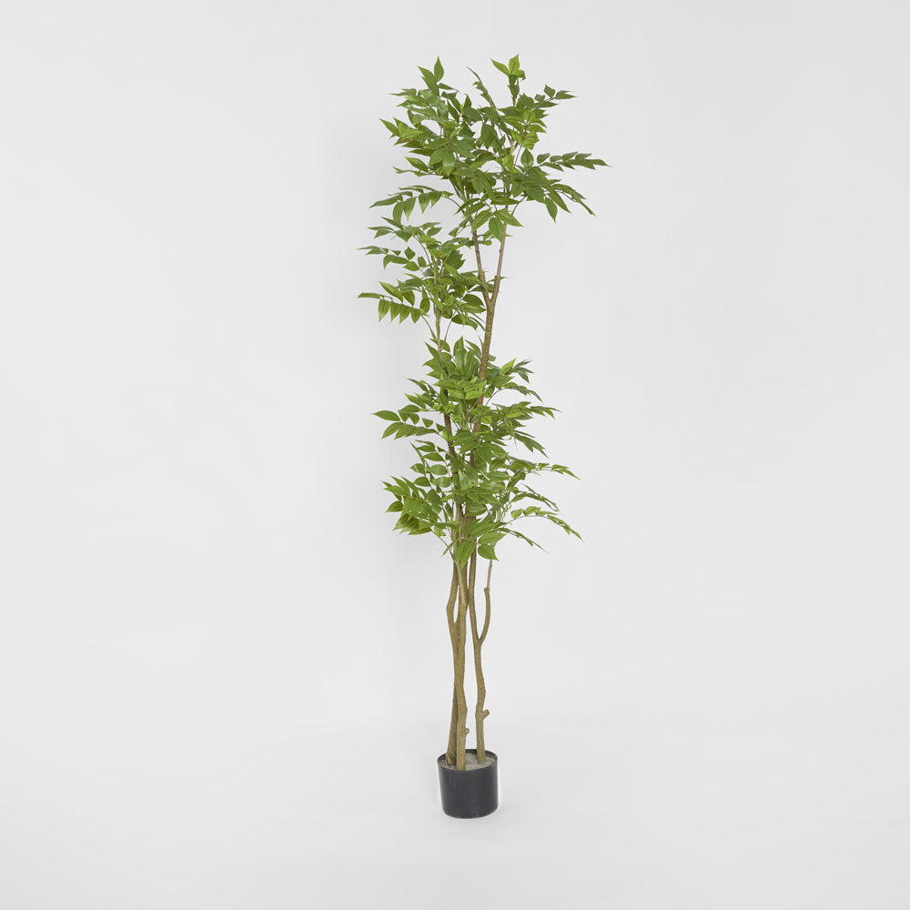 Japanese Lacquer Tree