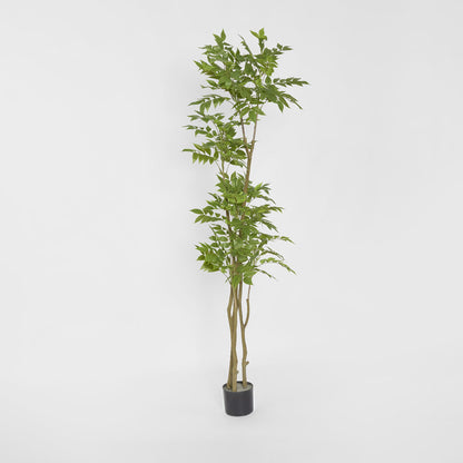 Japanese Lacquer Tree