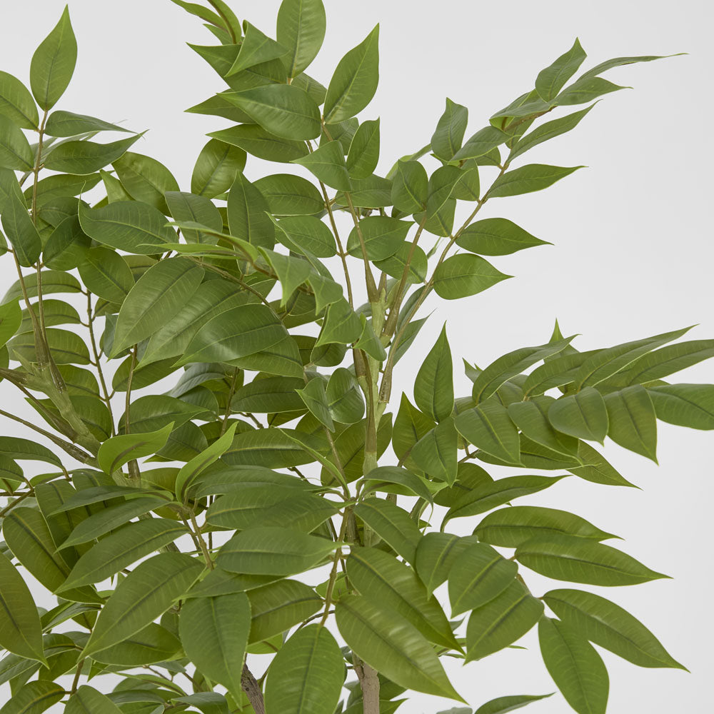 Japanese Lacquer Tree