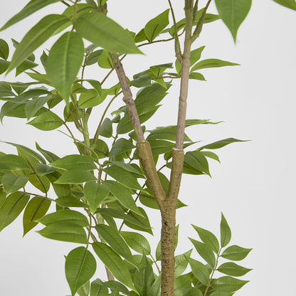 Japanese Lacquer Tree