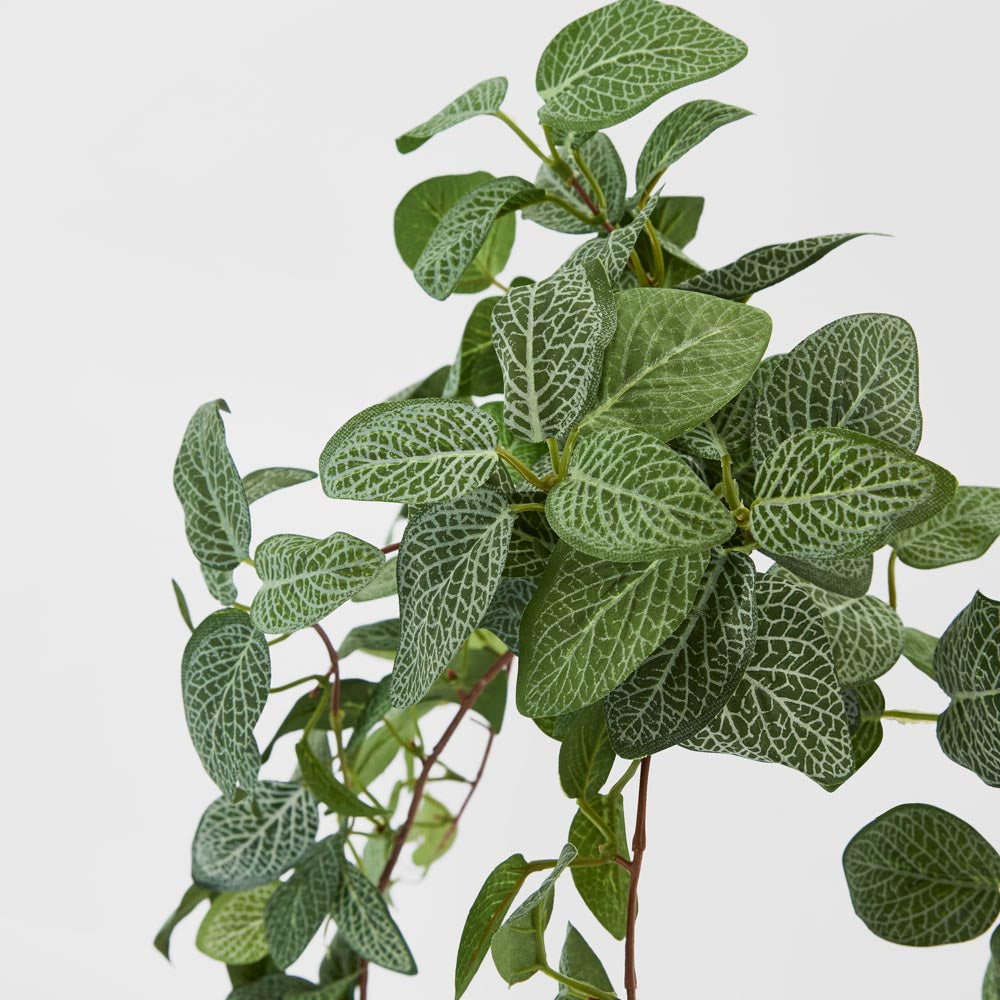 Fittonia Hanging Bush