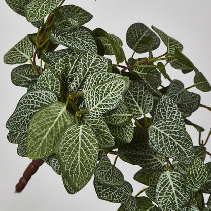 Fittonia Hanging Bush