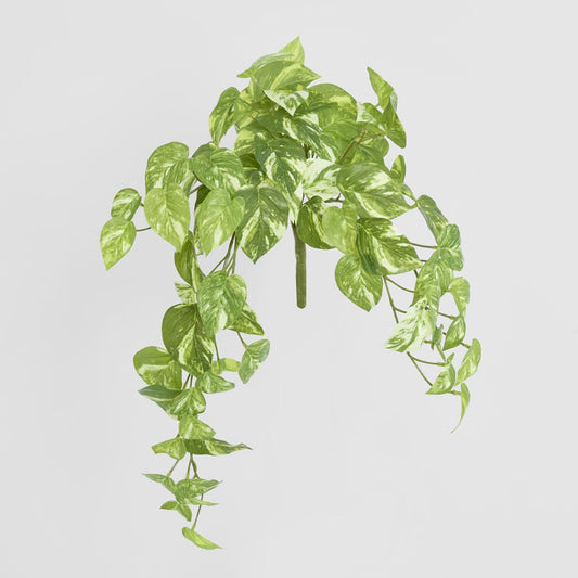 Marble Pothos Hanging Bush