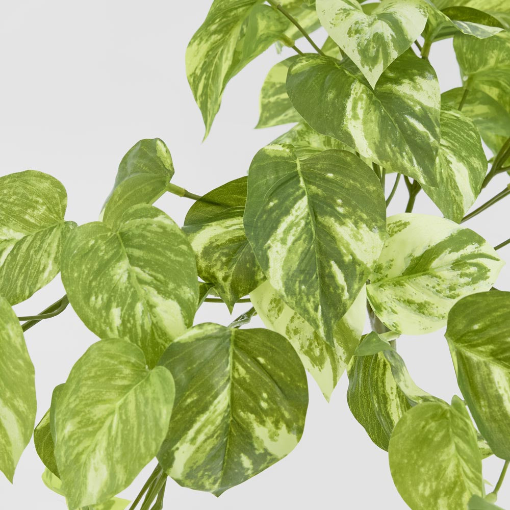 Marble Pothos Hanging Bush