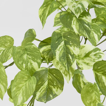 Marble Pothos Hanging Bush