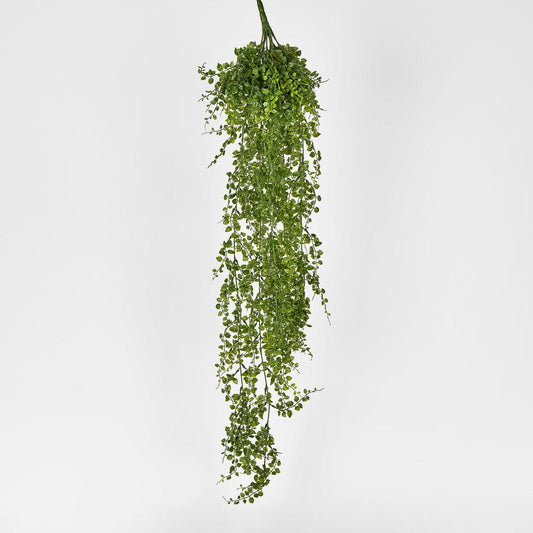 Maidenhair Fern Hanging Bush