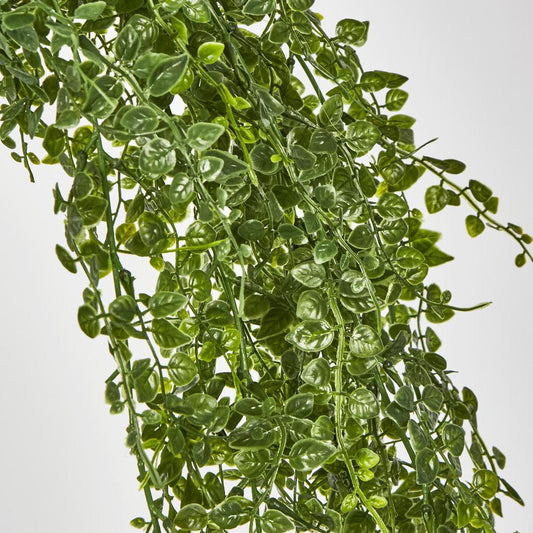Maidenhair Fern Hanging Bush