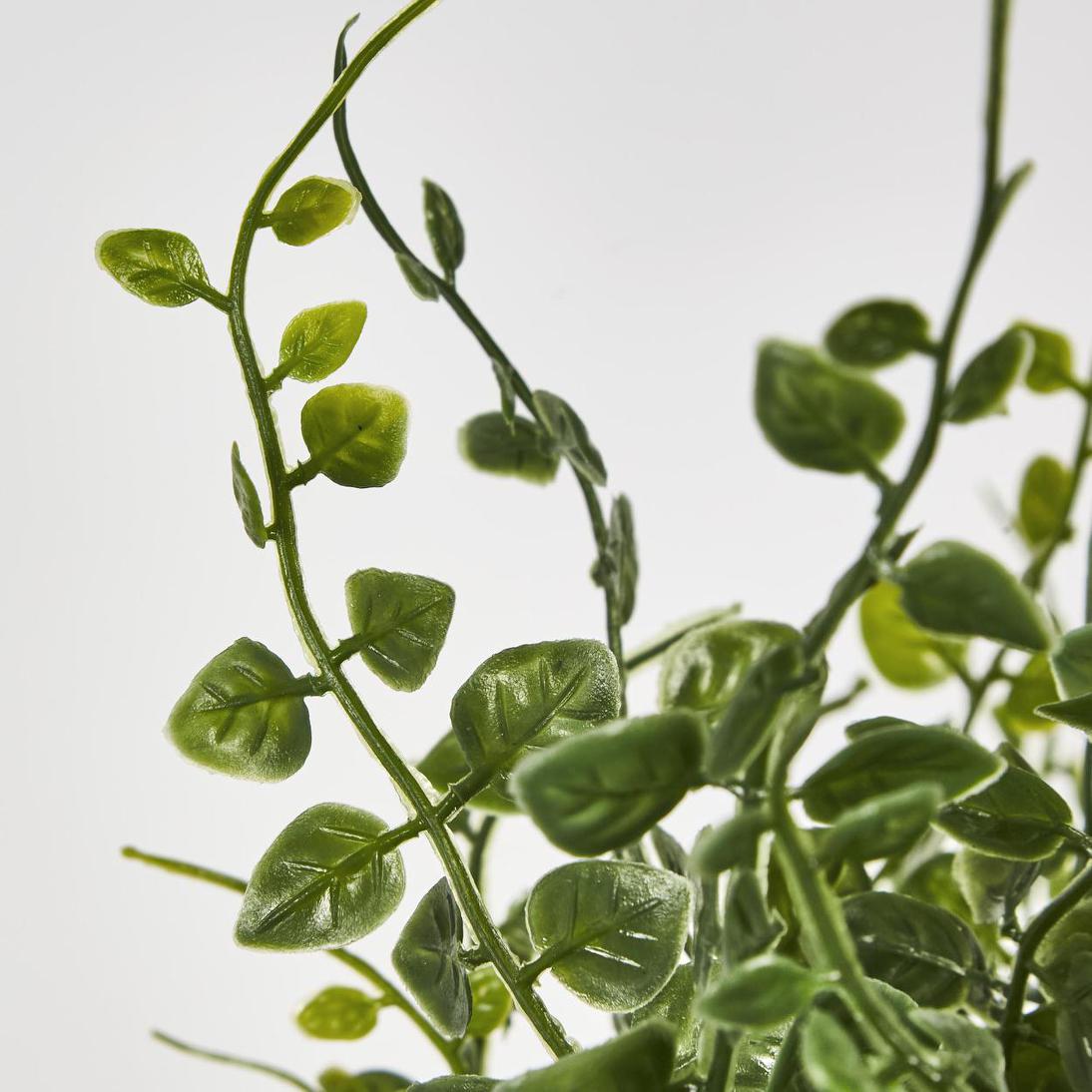 Maidenhair Fern Hanging Bush