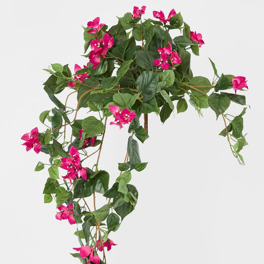 Bougainviilea Hanging Bush