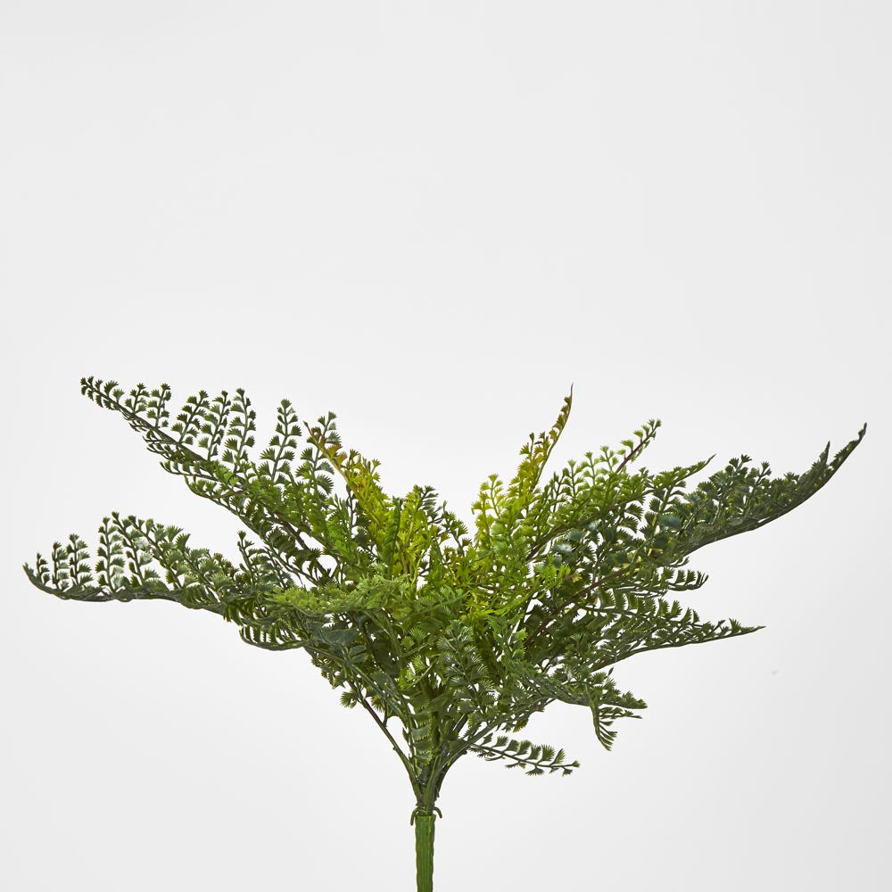 Lace Fern Bush