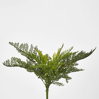 Lace Fern Bush