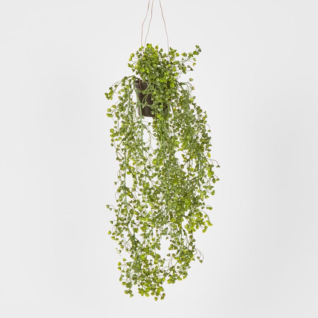 Hanging Helxine Soleirolii greenery potted